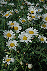 Neptune White Marguerite Daisy (Argyranthemum frutescens 'Neptune White') at GardenWorks
