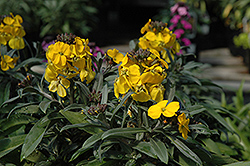Fragrant Sunshine Wallflower (Erysimum 'Fragrant Sunshine') at GardenWorks