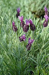 Anouk Spanish Lavender (Lavandula stoechas 'Anouk') at GardenWorks