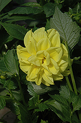 Figaro Yellow Dahlia (Dahlia 'Figaro Yellow') at GardenWorks