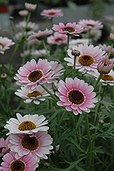 Reflection Pink Marguerite Daisy (Argyranthemum frutescens 'Reflection Pink') at GardenWorks