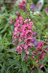 Pink Angelonia (Angelonia angustifolia 'Pink') at GardenWorks