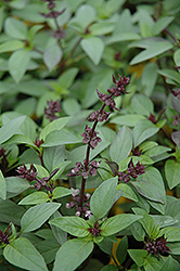 Thai Basil (Ocimum basilicum 'Horapha') at GardenWorks