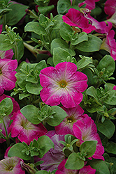Primetime Rose Morn Petunia (Petunia 'Primetime Rose Morn') at GardenWorks