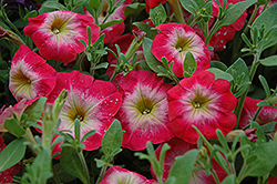 Primetime Red Morn Petunia (Petunia 'Primetime Red Morn') at GardenWorks