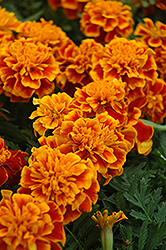 Bonanza Flame Marigold (Tagetes patula 'Bonanza Flame') at GardenWorks