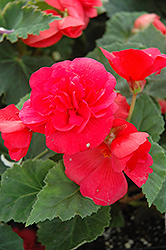 Nonstop Rose Pink Begonia (Begonia 'Nonstop Rose Pink') at GardenWorks