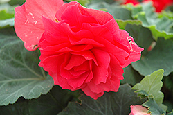 Nonstop Bright Red Begonia (Begonia 'Nonstop Bright Red') at GardenWorks