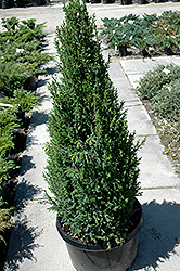 Sentinel Juniper (Juniperus communis 'Sentinel') at GardenWorks