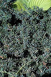 Blue Gem Mountain Plum Pine (Podocarpus lawrencei 'Blue Gem') at GardenWorks