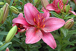 Lily Looks Tiny Spider Lily (Lilium 'Tiny Spider') at GardenWorks