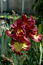 Drama Queen Iris (Iris 'Drama Queen') at GardenWorks