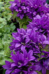 Purple Pixie Clustered Bellflower (Campanula glomerata 'Purple Pixie') at GardenWorks