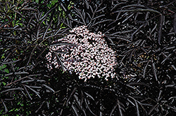Black Lace Elder (Sambucus nigra 'Eva') at GardenWorks