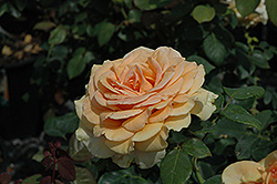 Marilyn Monroe Rose (Rosa 'Marilyn Monroe') at GardenWorks