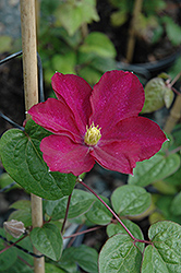 Madame Edouard Andre Clematis (Clematis 'Madame Edouard Andre') at GardenWorks