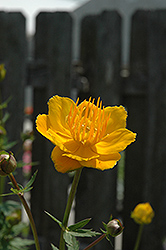 Orange Princess Globeflower (Trollius x cultorum 'Orange Princess') at GardenWorks