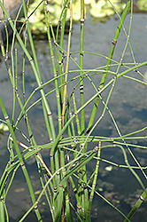 Barred Horsetail (Equisetum japonica) at GardenWorks