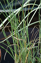 Cattail (Typha gracilis) at GardenWorks