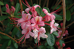 Pink And Sweet Azalea (Rhododendron 'Pink And Sweet') at GardenWorks