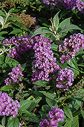 Lo & Behold Purple Haze Butterfly Bush (Buddleia 'Purple Haze') at GardenWorks
