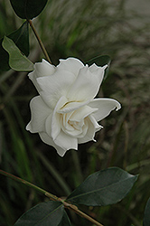 First Love Gardenia (Gardenia jasminoides 'Aimee') at GardenWorks