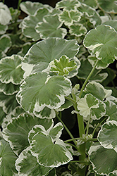 Wilhelm Langguth Geranium (Pelargonium 'Wilhelm Langguth') at GardenWorks