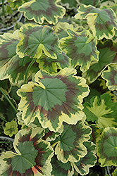 Tricolor Geranium (Pelargonium 'Tricolor') at GardenWorks