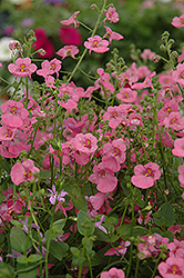 Romeo Pink Twinspur (Diascia 'Romeo Pink') at GardenWorks
