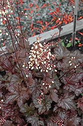 Midnight Bayou Coral Bells (Heuchera 'Midnight Bayou') at GardenWorks