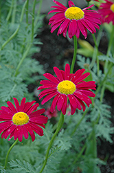 Robinson's Red Painted Daisy (Tanacetum coccineum 'Robinson's Red') at GardenWorks