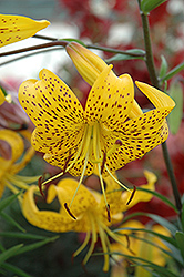 Citronelle Lily (Lilium 'Citronelle') at GardenWorks