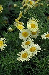 Madeira Crested Yellow Marguerite Daisy (Argyranthemum frutescens 'Madeira Crested Yellow') at GardenWorks