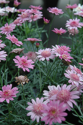 Madeira Crested Violet Marguerite Daisy (Argyranthemum frutescens 'Madeira Crested Violet') at GardenWorks