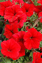Madness Red Petunia (Petunia 'Madness Red') at GardenWorks