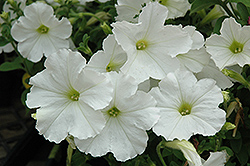 Madness White Petunia (Petunia 'Madness White') at GardenWorks