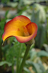 Flame Calla Lily (Zantedeschia 'Flame') at GardenWorks