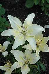 Ivory Pixie Lily (Lilium 'Ivory Pixie') at GardenWorks