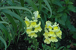 Liberty Classic Yellow Snapdragon (Antirrhinum majus 'Liberty Classic Yellow') at GardenWorks