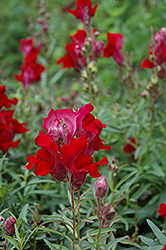 Liberty Classic Crimson Snapdragon (Antirrhinum majus 'Liberty Classic Crimson') at GardenWorks