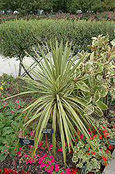 Torbay Dazzler Grass Palm (Cordyline australis 'Torbay Dazzler') at GardenWorks