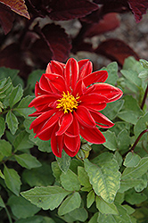 Figaro Red Shades Dahlia (Dahlia 'Figaro Red Shades') at GardenWorks