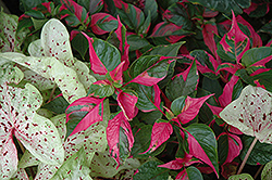 Party Time Alternanthera (Alternanthera ficoidea 'Party Time') at GardenWorks