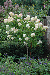 Limelight Hydrangea (tree form) (Hydrangea paniculata 'Limelight (tree form)') at GardenWorks