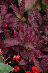 Brazilian Red Hots Alternanthera (Alternanthera dentata 'Brazilian Red Hots') at GardenWorks