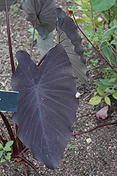 Black Magic Elephant Ear (Colocasia esculenta 'Black Magic') at GardenWorks