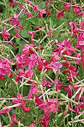 Nicki Pink Flowering Tobacco (Nicotiana 'Nicki Pink') at GardenWorks
