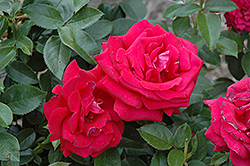 Lasting Love Rose (Rosa 'Lasting Love') at GardenWorks