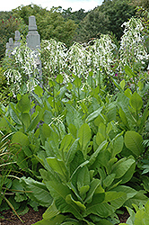 Woodland Tobacco (Nicotiana sylvestris) at GardenWorks