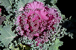 Pink Kale (Brassica oleracea var. acephala 'Pink') at GardenWorks